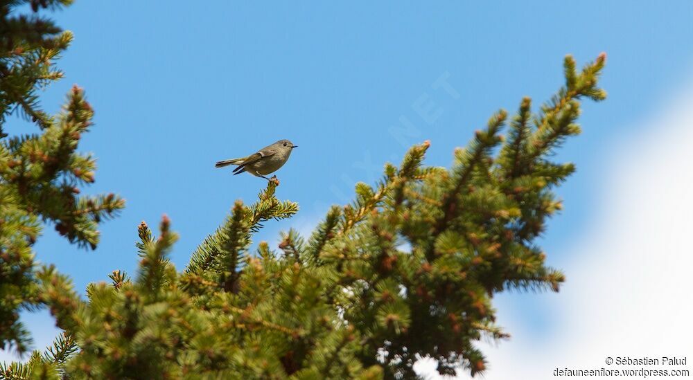 Roitelet à couronne rubis femelle adulte, habitat