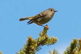 Ruby-crowned Kinglet