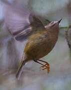 Goldcrest