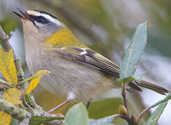 Common Firecrest