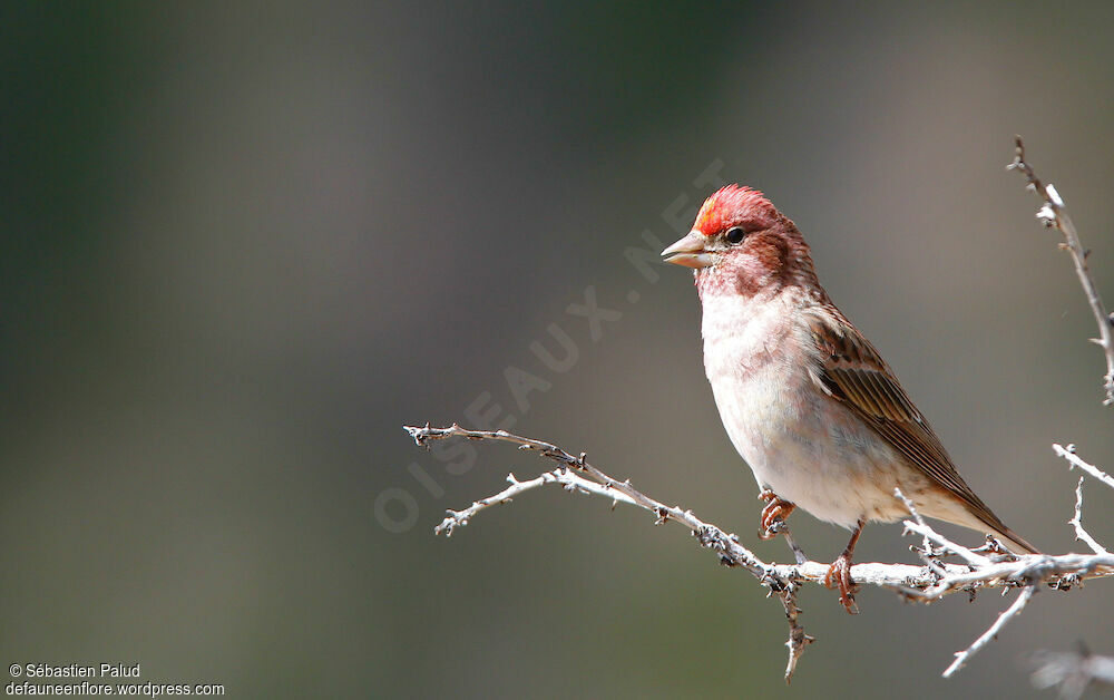 Cassin's Finch male adult