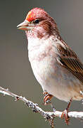 Cassin's Finch