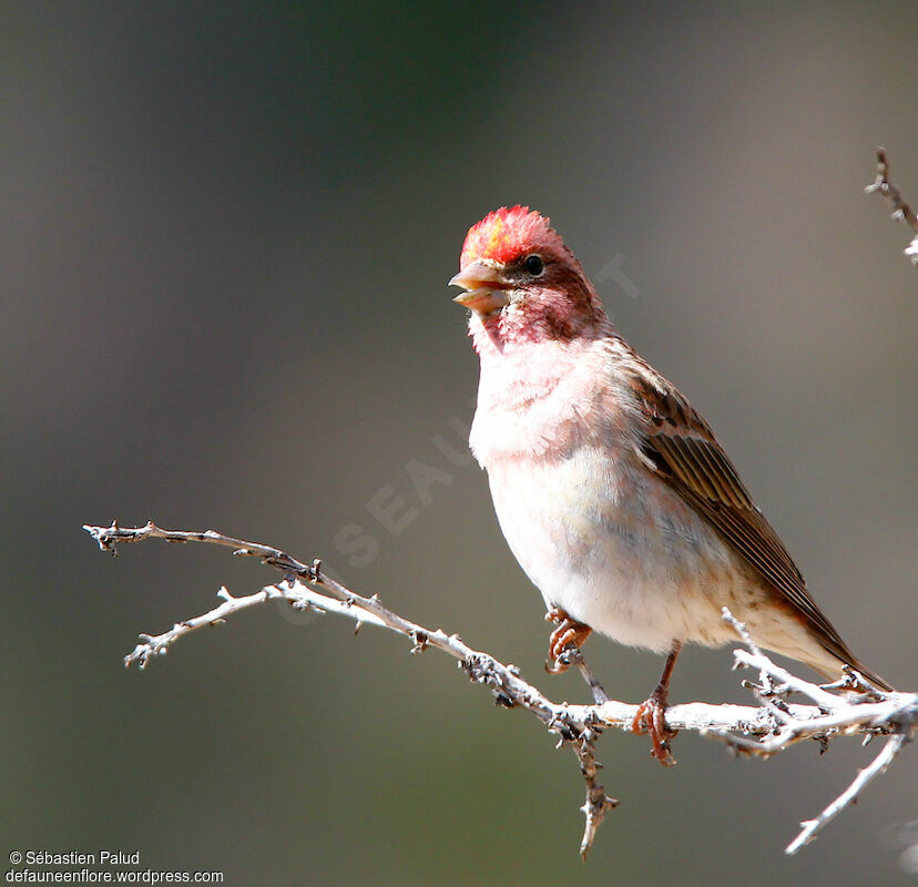 Cassin's Finch male adult