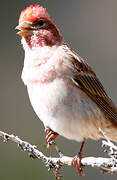 Cassin's Finch