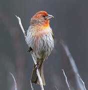 House Finch