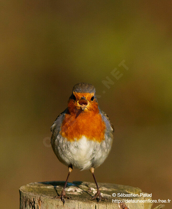 European Robin