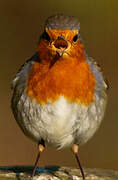 European Robin