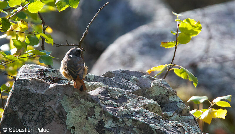 Common Redstart