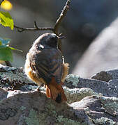 Common Redstart