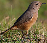 Moussier's Redstart