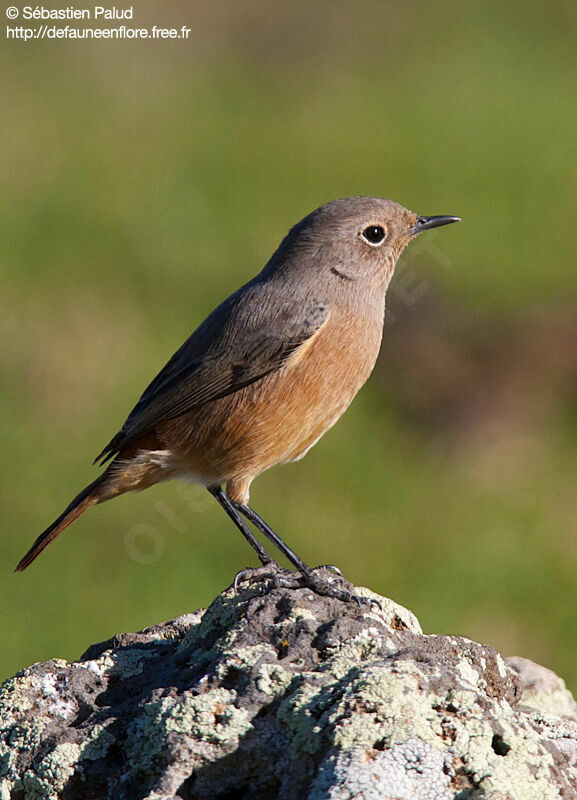 Moussier's Redstart female