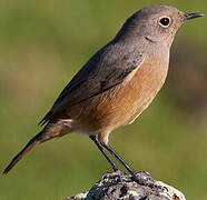 Moussier's Redstart