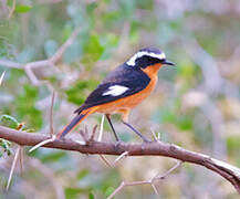 Moussier's Redstart