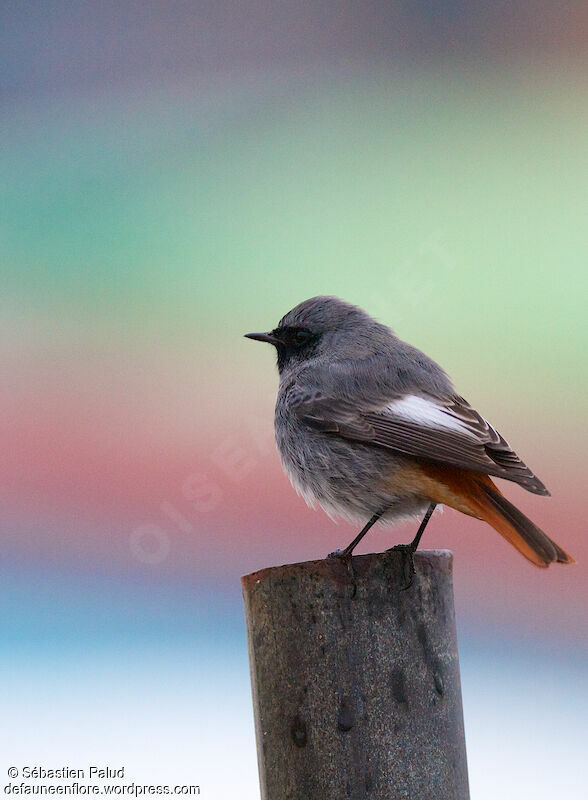 Black Redstart male adult