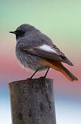 Black Redstart