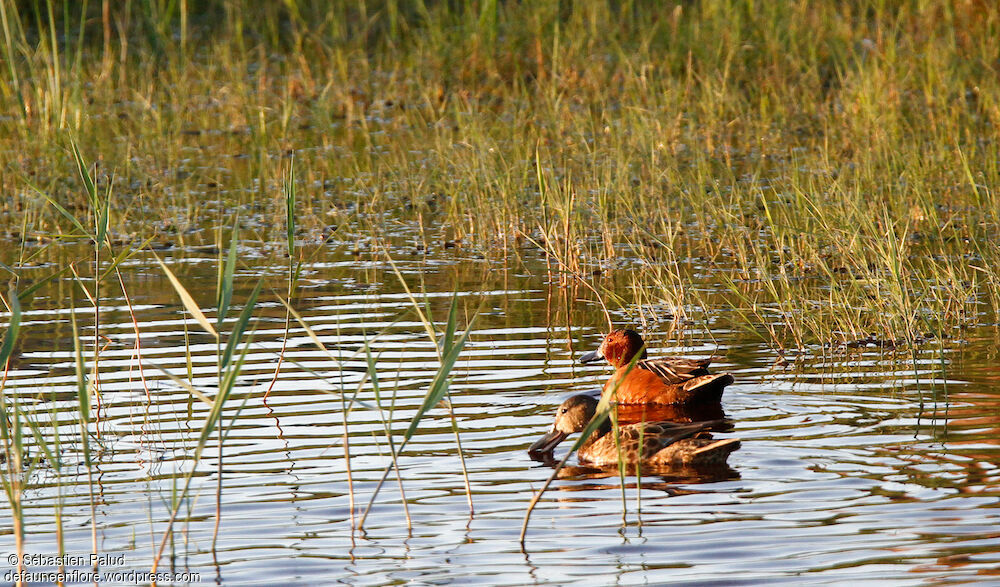 Cinnamon Tealadult