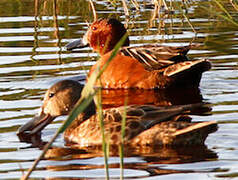 Cinnamon Teal