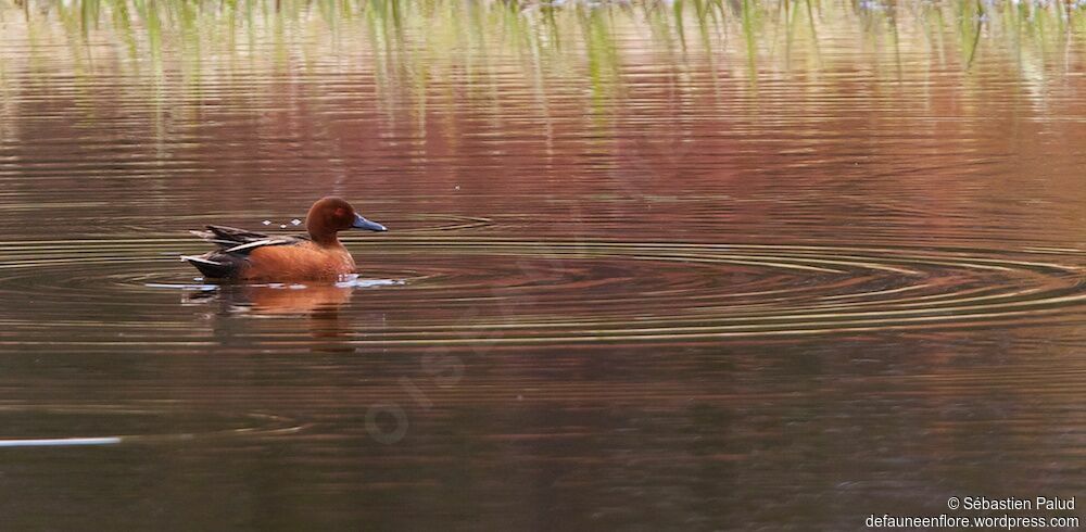 Cinnamon Teal male adult breeding