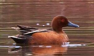 Cinnamon Teal