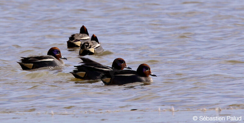 Eurasian Teal