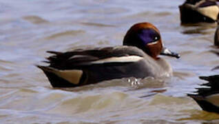 Eurasian Teal