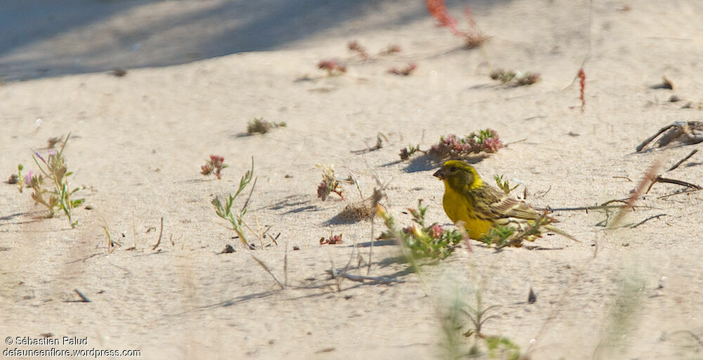 European Serin male adult