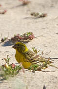 European Serin