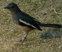 Oriental Magpie-Robin