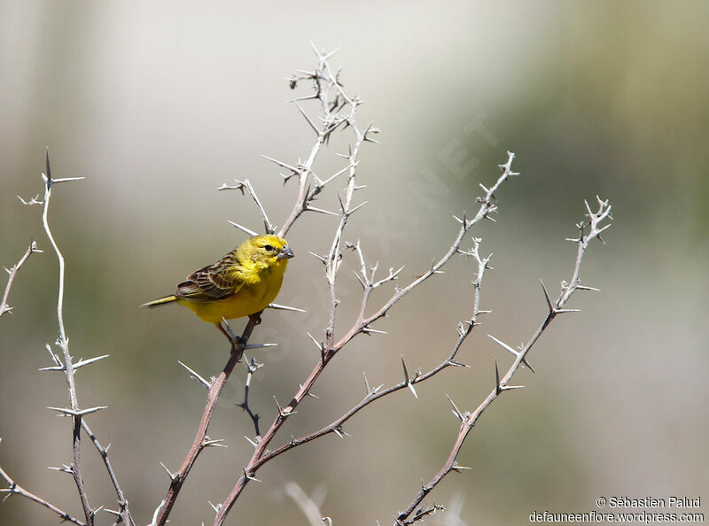 Grassland Yellow Finch male adult