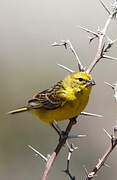 Grassland Yellow Finch