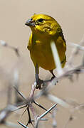 Grassland Yellow Finch