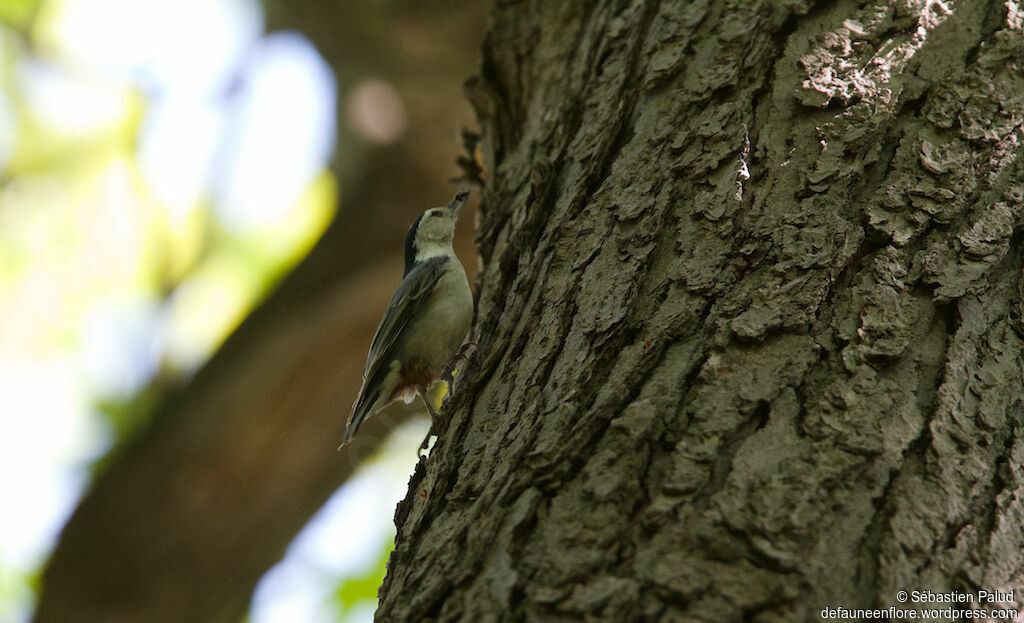 Sittelle à poitrine blanche mâle adulte, identification