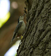 White-breasted Nuthatch