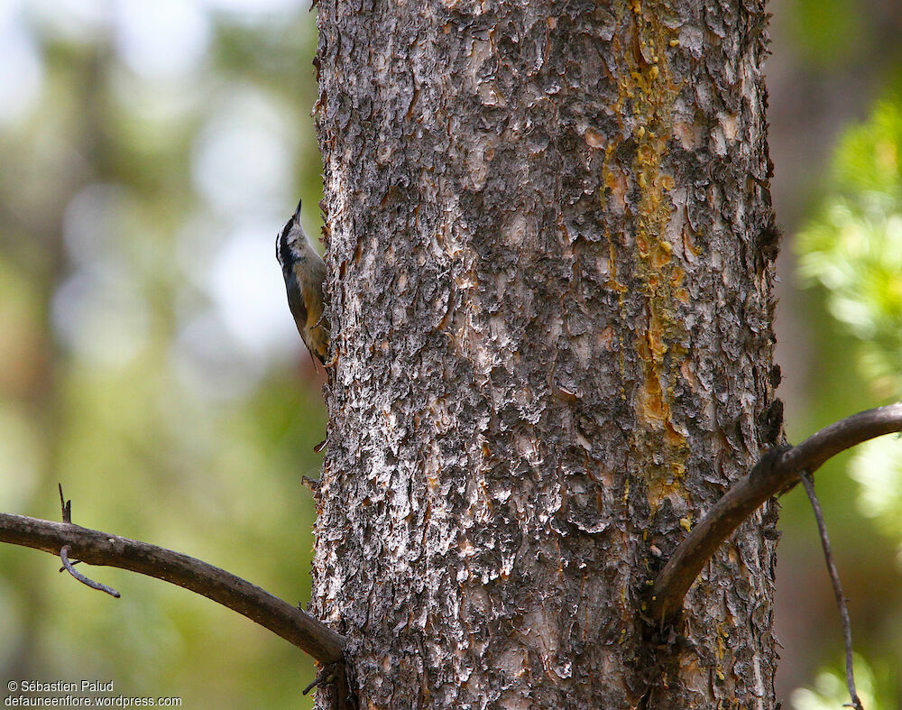 Red-breasted Nuthatch