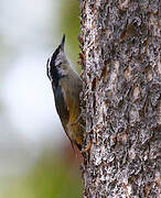 Red-breasted Nuthatch