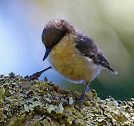 Pygmy Nuthatch