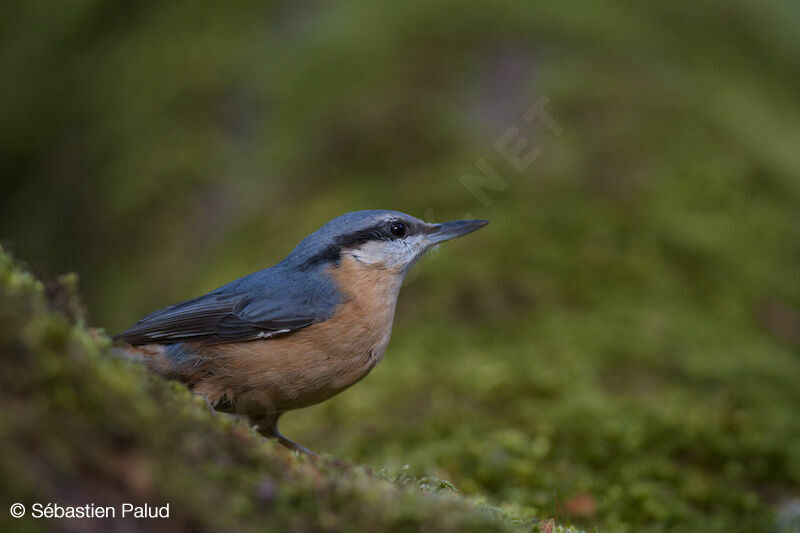 Eurasian Nuthatch