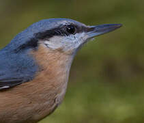 Eurasian Nuthatch