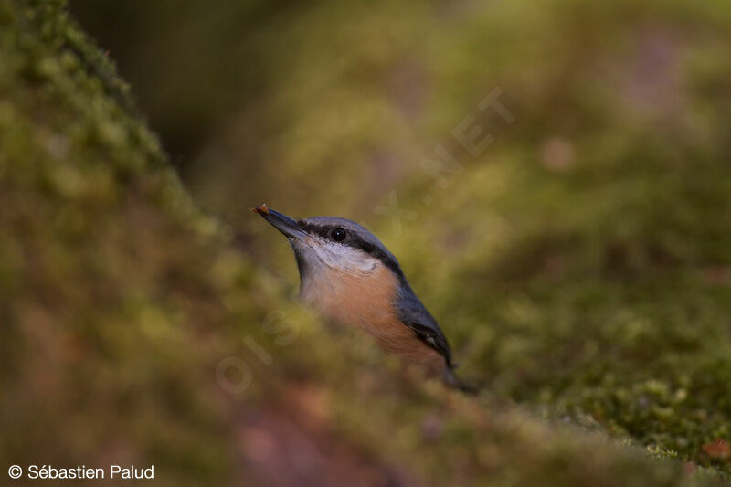 Eurasian Nuthatch