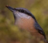 Eurasian Nuthatch