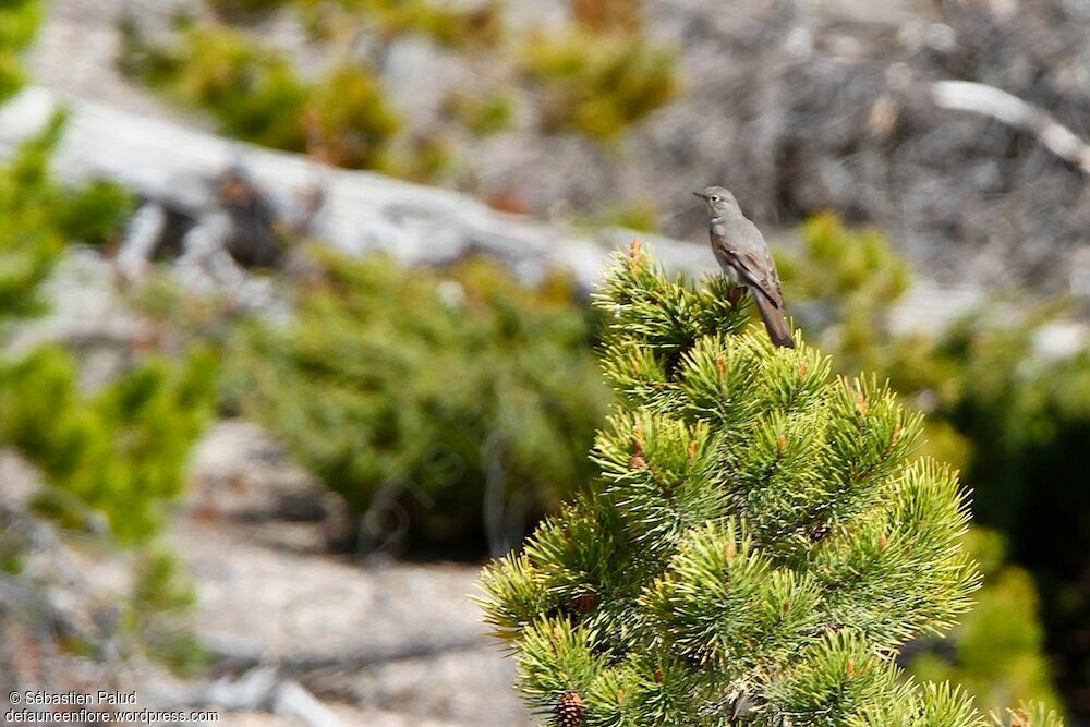 Townsend's Solitaire