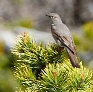 Townsend's Solitaire