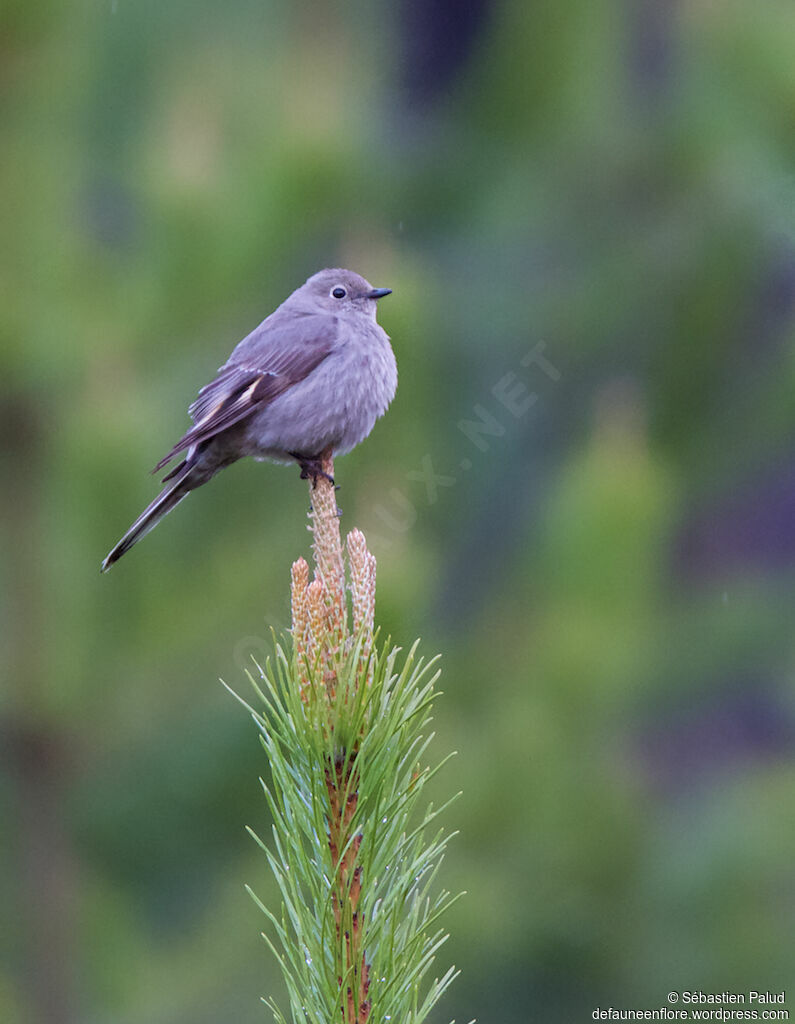 Townsend's Solitaireadult, identification