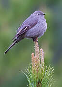 Townsend's Solitaire