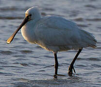 Eurasian Spoonbill