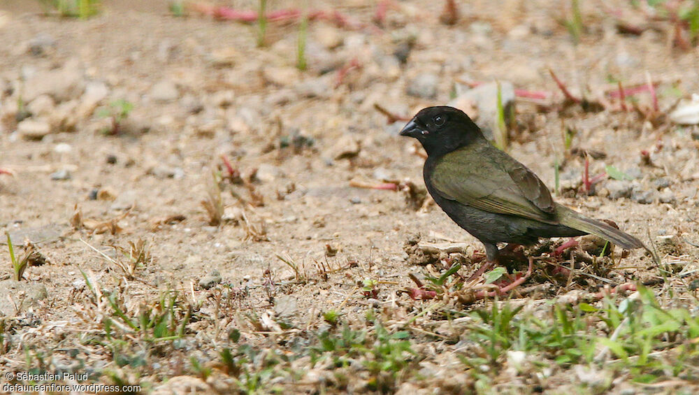 Sporophile cici mâle adulte