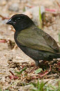 Black-faced Grassquit