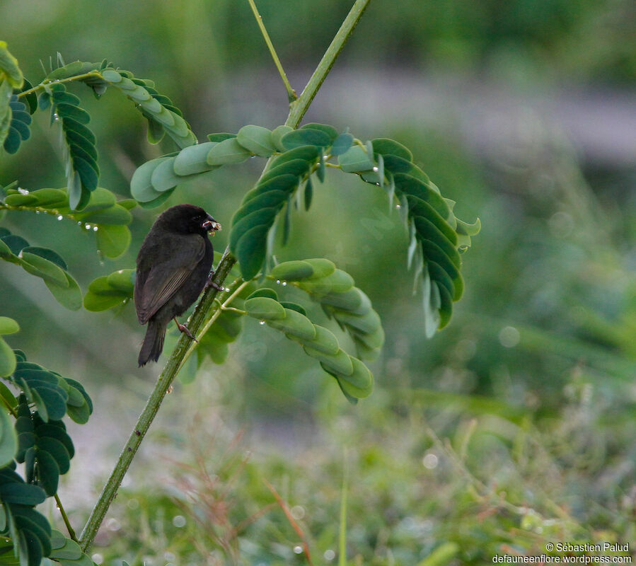 Black-faced Grassquit male adult