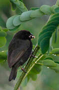 Black-faced Grassquit