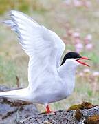 Arctic Tern